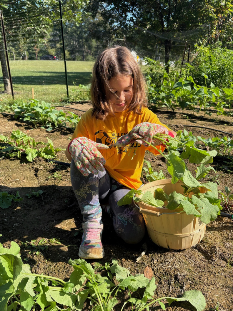 vegetables farm fresh produce